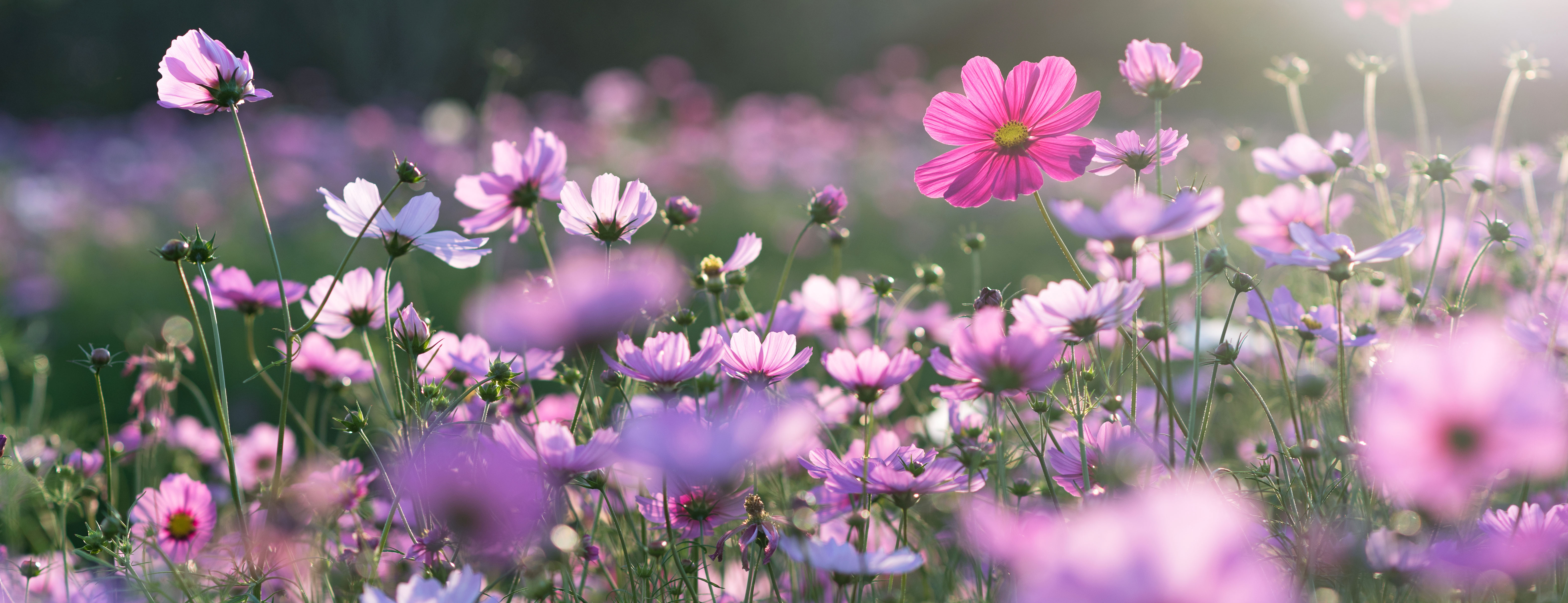A Guide to Cosmos — October’s Birth Flower